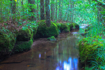 stream in the forest on rainy season