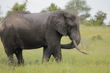 Naklejka na ściany i meble Photo Taken in Kruger National Park and Three Rondavels
