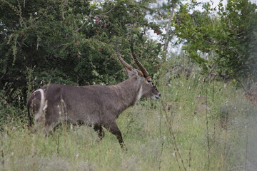 Naklejka na ściany i meble Photo Taken in Kruger National Park and Three Rondavels