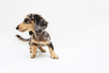 ミニチュアダックス