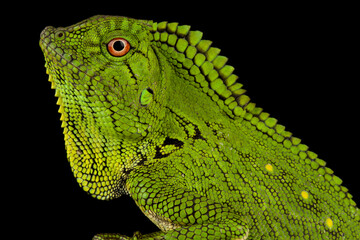 Abbott’s Anglehead Lizard (Gonocephalus abbotti)