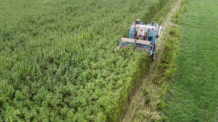 Aerial view of Hemp combine harvester collecting Cannabis sativa plants for Cbd production on a...