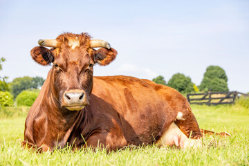 Beautiful brown red cow, horns, happy lying down , showing her udder and a teat, in a pasture and with copy space in a blue sky
