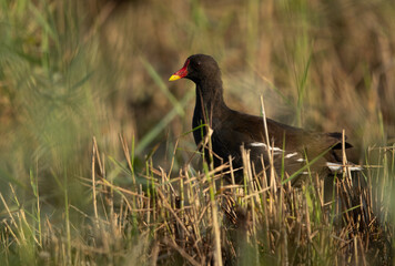 Common Moorhen in green at Asker marsh, Bahrain