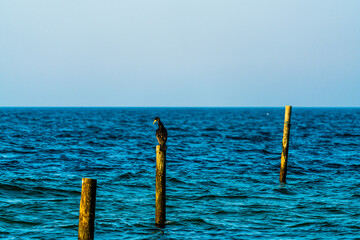 Lone cormorant sitting on a wooden pole by the sea