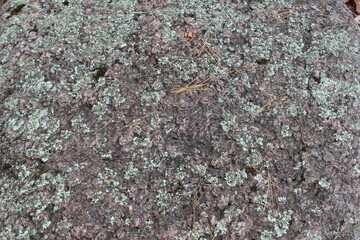 lichen on the stone