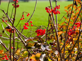 Guelder rose in autumn