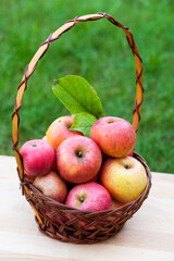 Apple harvest.
Ripe red apples in a basket on a table against a background of green grass

