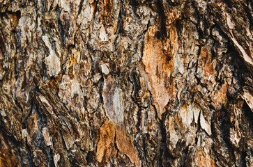 Close-up of tree bark defining the texture, repeating random patterns, lines and colorful design,.  Perfect as a study of nature and or background. Natura shapes and design of artistic nature.