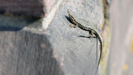 Mauereidechse