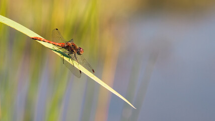 Blutrote Heidelibelle