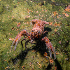 A closeup picture of a crayfish in an old abandoned quarry. Picture from Scania in southern Sweden