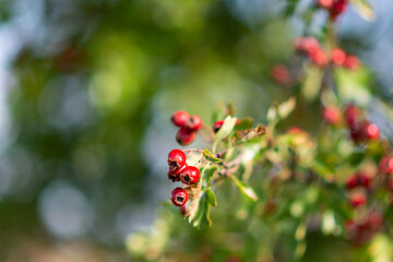 A closeup picture of red rosehip. A green blurry background