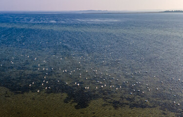 Aerial view of a large flock of white swans resting on the water.