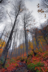 Image of colorful leaves falling down from tree branches in autumn.  Uludag National Park. Bursa, Turkey.