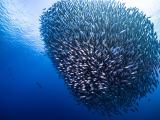 Naklejka na ściany i meble Bait ball / school of fish in turquoise water of coral reef in Caribbean Sea / Curacao