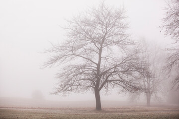 Tree in fog