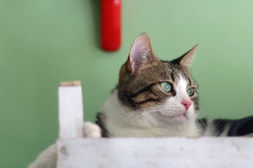 Cute tabby cat lying in white wooden crate. Selective focus.