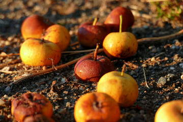 Dropped apples lie in the dirt, Natural Wallpaper Background