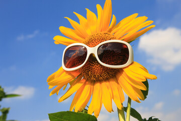 ひまわりとサングラス