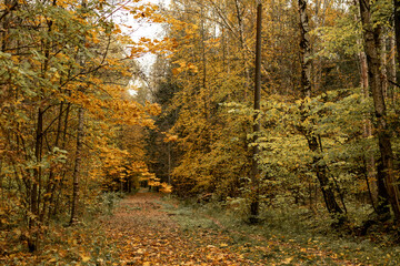 Autumn landscape with forest road covered with fallen dry yellow leaves