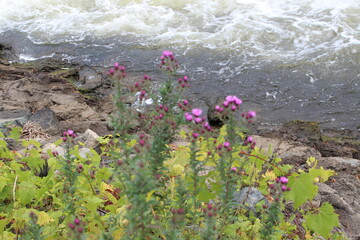 flowers on the beach