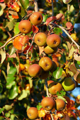Small unripe apples/pears hanging from the tree in the golden sunlight, Natural Wallpaper Background