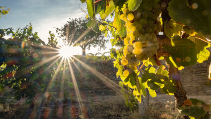 Cluster of grapes in the vineyard at sunset