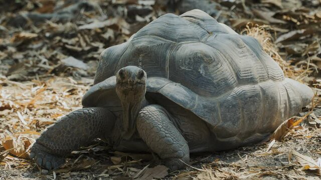 Cinemagraph of a tortoise shaking its head . Loopable cinemagraph plotagraph effect.