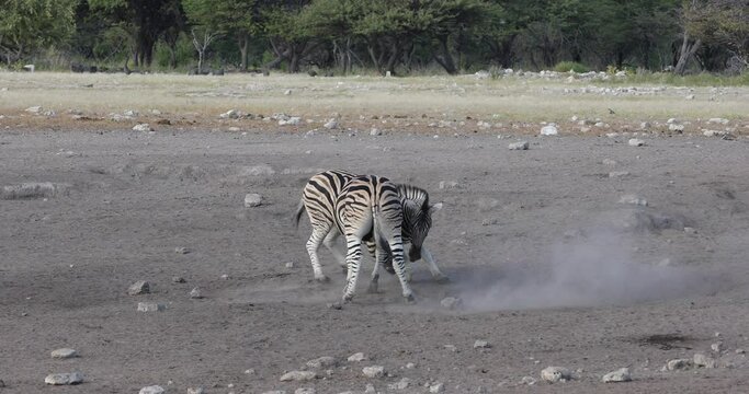 playful zebra in african bush, walk to waterhole. Etosha game reserve, Namibia, Africa safari wildlife. Wild animal in the nature habitat