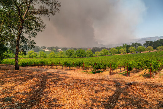 Napa Valley Vineyards Engulfed By Wildfire