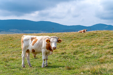 Fototapeta na wymiar Brown white calf grazing on a meadow with beautiful mountain landscape in the background
