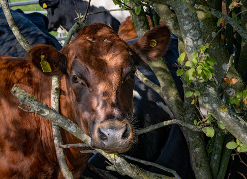 A closeup picture of a brown heifer with the head among trees. Picture from Scania, in southern Sweden