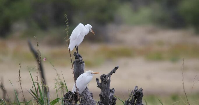 beautiful bird Cattle egret family Ardeidae (Bubulcus ibis) sitting on dead tree in Etosha game reserve, Namibia Africa safari wildlife