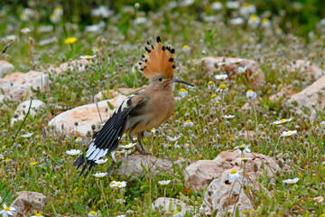 Eurasian hoopoe / Wiedehopf (Upupa epops) © bennytrapp