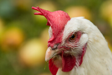 Rooster between apples