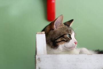 Cute tabby cat lying in white wooden crate. Selective focus.