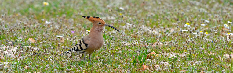 Eurasian hoopoe / Wiedehopf (Upupa epops) © bennytrapp