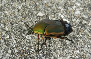 Tropical cockchafer beetle on the ground, closeup