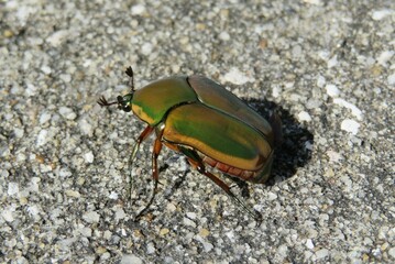 Green cockchafer beetle on the ground in Florida nature, closeup