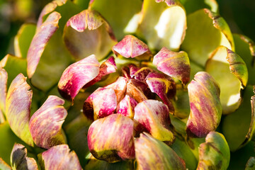 Nahaufnahme einer Artischocke - Cynara cardunculus 