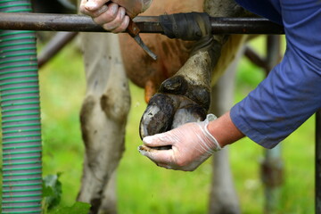 Klauenpflege.Ausschneiden eines Abzesses an der Klaue einer Kuh