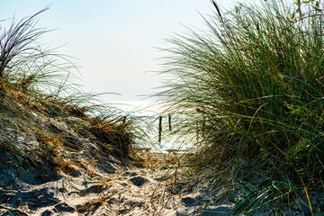 Small path through the sand dunes leading to the beach on a hot summers day.
