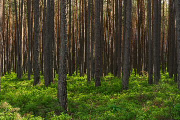 Fototapeta premium Kiefernwald