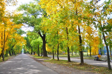 Naklejka premium autumn in the park