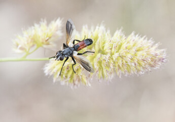 Cylindromyia species bristle fly small red and black fly perched on a spike on defocused green background