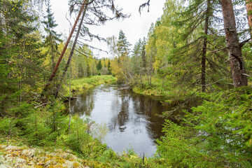 Autumn river in the taiga of the Arkhangelsk region, northern Russia. Overcast weather