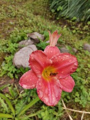 red and yellow flower