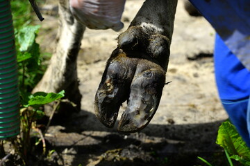 Klauenpflege.Ausschneiden eines Abzesses an der Klaue einer Kuh