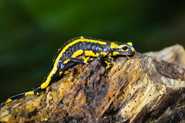 Feuersalamander 